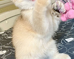 Кошки в Москве: Девочка Золотая шиншилла  Девочка, 50 000 руб. - фото 3
