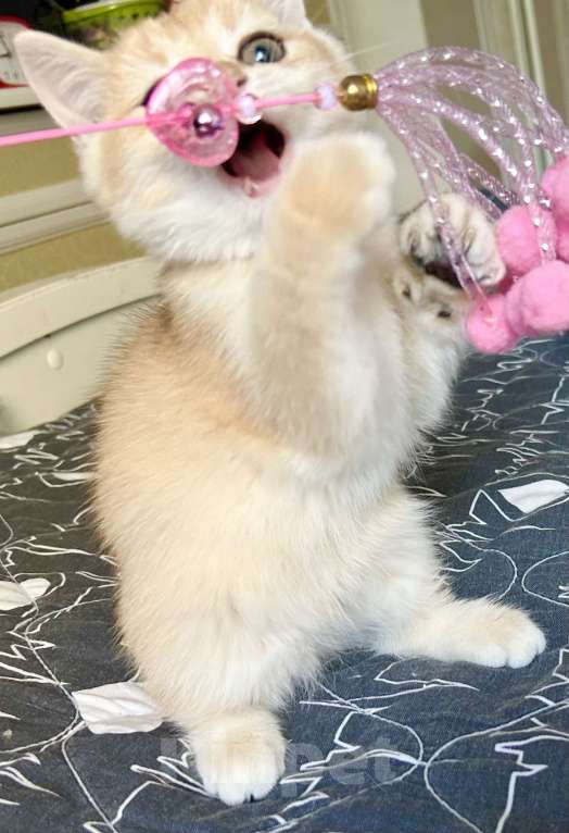 Кошки в Москве: Девочка Золотая шиншилла  Девочка, 50 000 руб. - фото 3