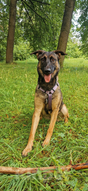 Собаки в Санкт-Петербурге: Бельгийская малинуа-метис 🐶 Ищем дом для нашей собачки Девочка, Бесплатно - фото 5