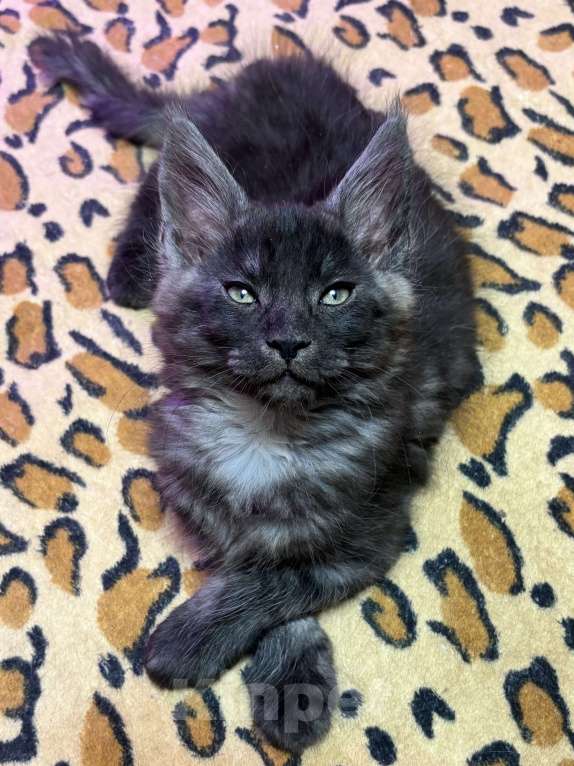 Кошки в Петергофе: Очень славный мальчик  Мальчик, 50 000 руб. - фото 1