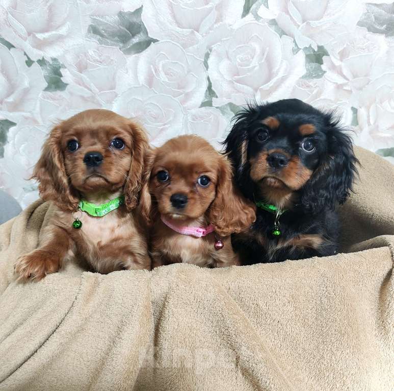 Собаки в Москве: Щенки Кавалер Кинг Чарльз спаниель Мальчик, 80 000 руб. - фото 6