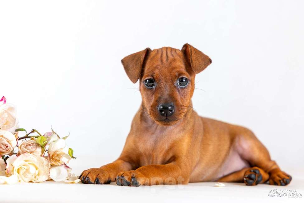 Собаки в Архангельске: Щенок цвергпинчера Девочка, 50 000 руб. - фото 2