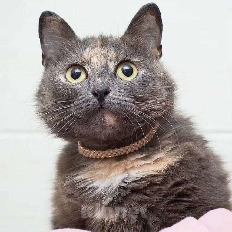 Кошки в Москве: Бусинку выкинули хозяева  Девочка, Бесплатно - фото 2