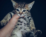 Кошки в Туле: Розетка на серебре Девочка, 7 000 руб. - фото 2