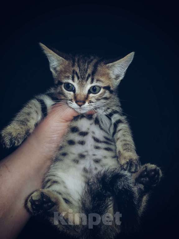 Кошки в Туле: Розетка на серебре Девочка, 7 000 руб. - фото 2