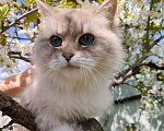 Кошки в Воронеже: Девочка рэгдолл Девочка, 30 000 руб. - фото 4