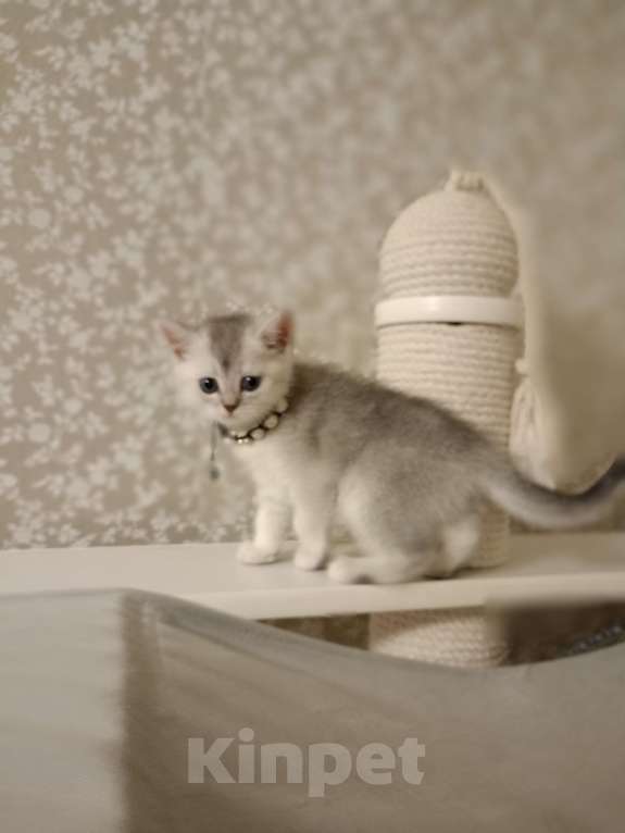 Кошки в Москве: Серая мышка Девочка, 25 000 руб. - фото 1