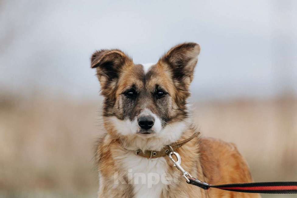 Собаки в Клине: Осторожная Айра Девочка, Бесплатно - фото 1