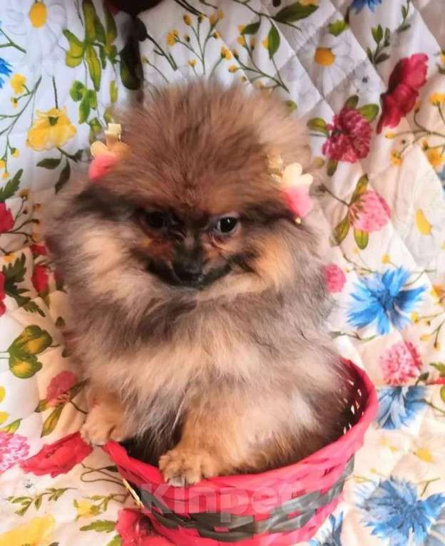 Собаки в Самаре: Шпиц, 1 руб. - фото 6