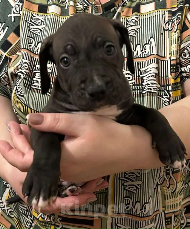 Собаки в Липецке: Щенки американского стаффордширского терьера Разнополые, 11 000 руб. - фото 4