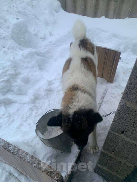 Собаки в Казани: Спасаем от плохого обращения Девочка, Бесплатно - фото 4