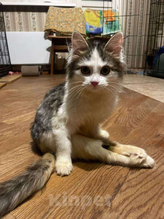 Кошки в Москве: котенок Ася ищет дом Девочка, Бесплатно - фото 1