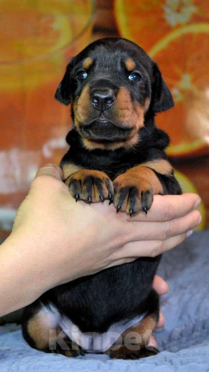 Собаки в других городах Новосибирской области: Щенки добермана с документами РКФ Мальчик, 70 000 руб. - фото 7