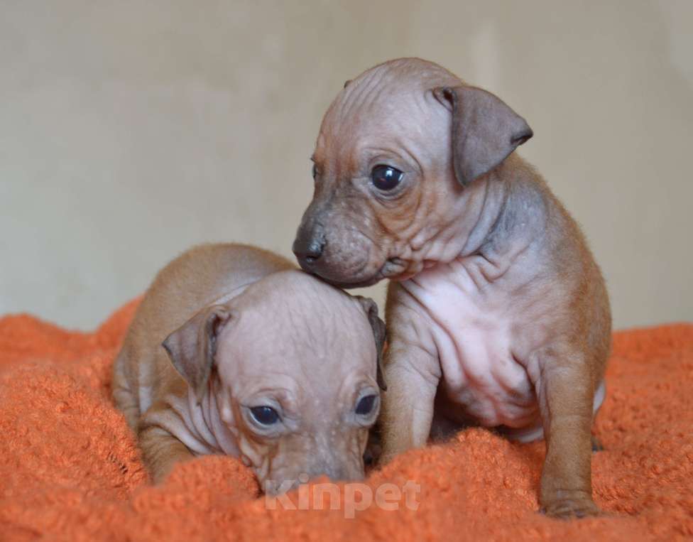 Собаки в Москве: Красно-соболиный мальчик агт Мальчик, 50 руб. - фото 6
