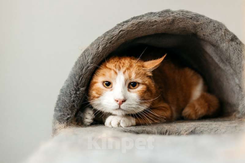 Кошки в Москве: У рыжего котика Ориона умерли хозяева Мальчик, 1 руб. - фото 3