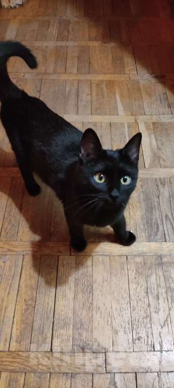 Кошки в Москве: Юная черная кошечка Бекки ищет семью  Девочка, Бесплатно - фото 2