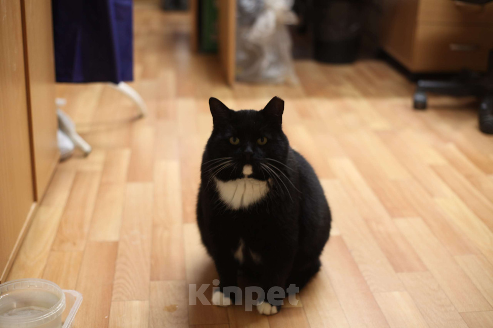 Кошки в Санкт-Петербурге: Очаровательный Дик Мальчик, Бесплатно - фото 1