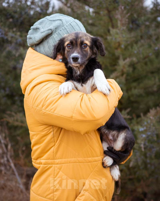 Собаки в Москве: Маленькая, скромная девочка живёт в приюте ищет дом Девочка, Бесплатно - фото 8