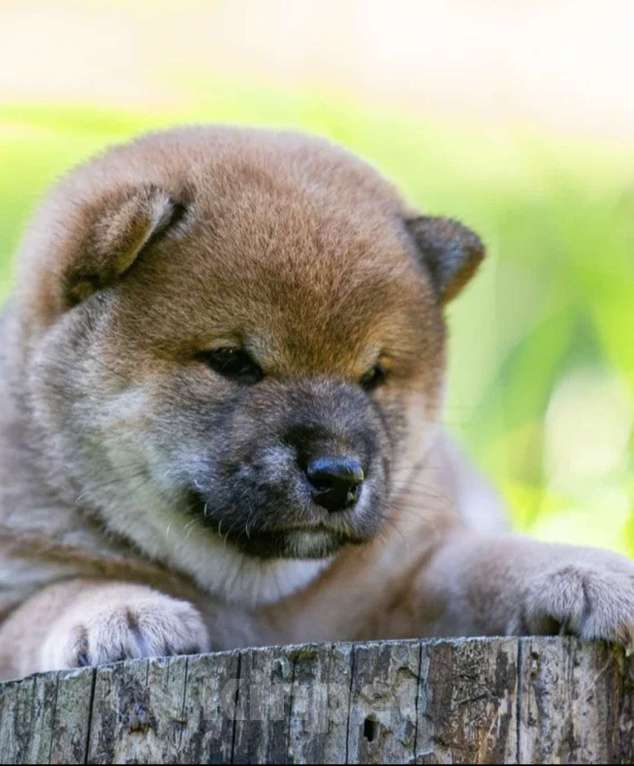 Собаки в Москве: Щенок сиба ину Девочка, 50 000 руб. - фото 3