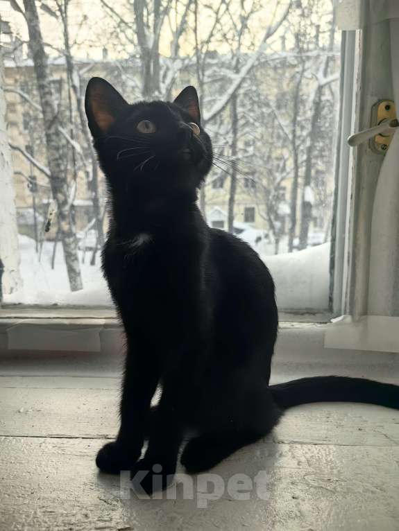 Кошки в Москве: Котёнок в добрые руки Мальчик, Бесплатно - фото 3