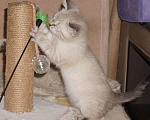 Кошки в Саратове: Рождественский котёнок Мальчик, 20 руб. - фото 8