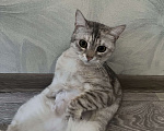 Кошки в Саратове: пропала кошка Девочка, 3 000 руб. - фото 6