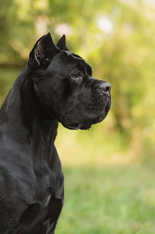 Бронирование щенков Кане-Корсо