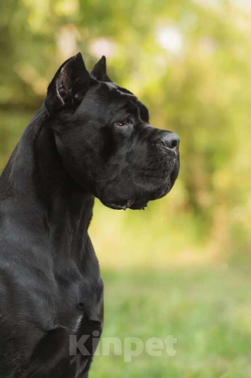 Собаки в других городах Тверской области: Бронирование щенков Кане-Корсо Разнополые, 100 000 руб. - фото 1