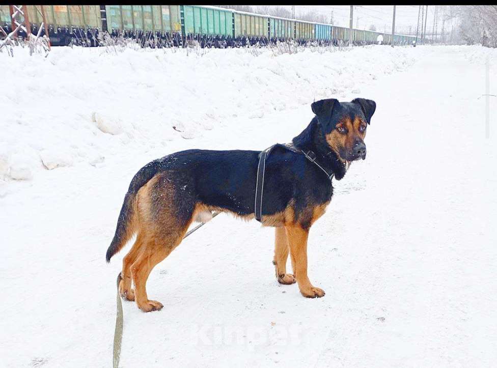 Собаки в Домодедово: Щенок Тим в добрые руки Мальчик, Бесплатно - фото 2