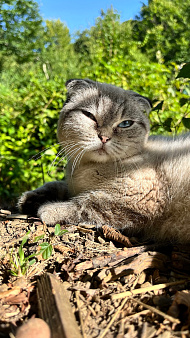 Даром отдам шотландскую кошечку