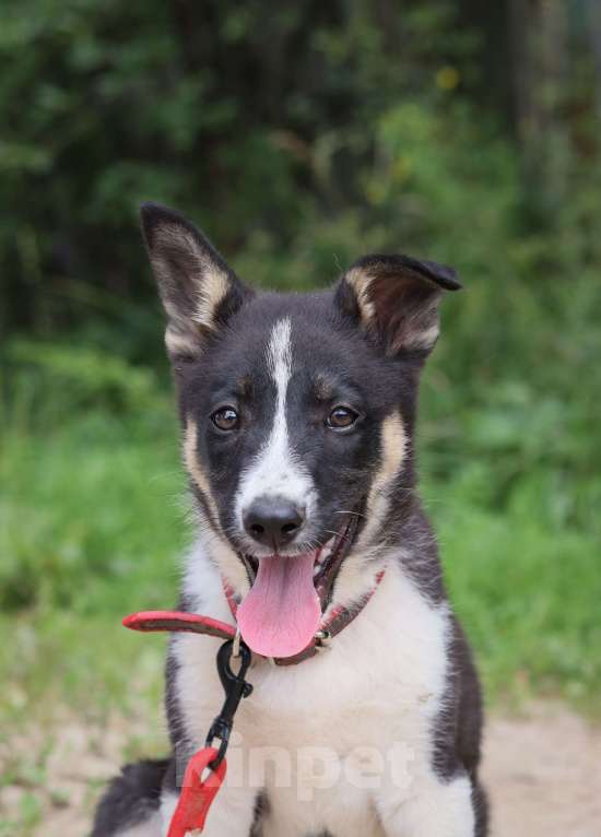 Собаки в Подольске: Малышке Мике нужен дом  Девочка, Бесплатно - фото 2