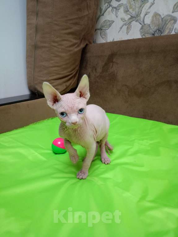 Кошки в Москве: Канадский сфинкс котёнок Мальчик, 15 000 руб. - фото 3