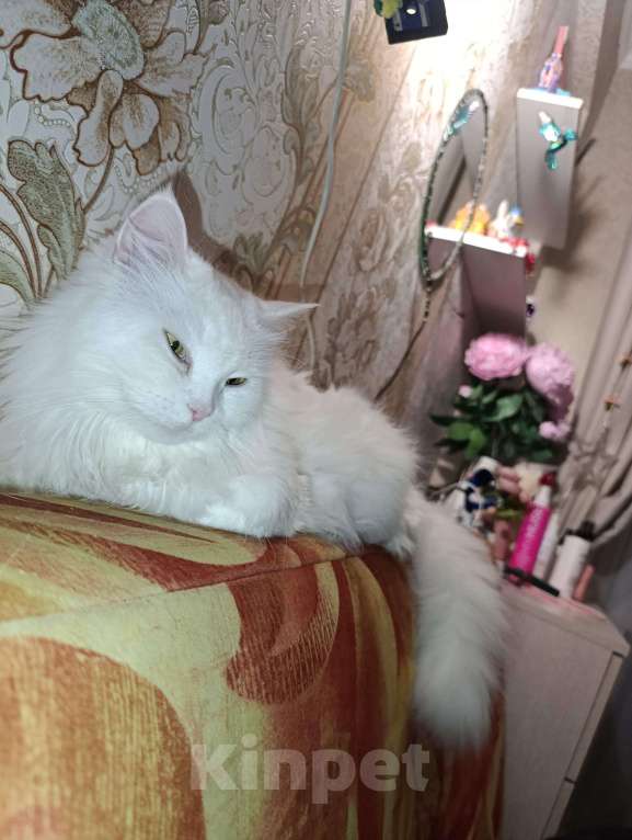 Кошки в Омске: Помогите найти Девочка, 3 000 руб. - фото 1