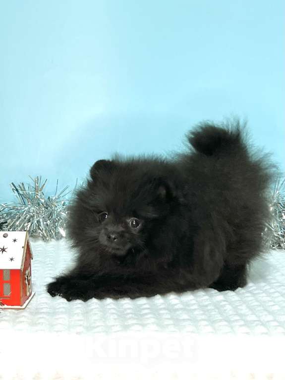 Собаки в Туле: Девочка черная щенок Девочка, 35 000 руб. - фото 1