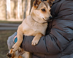 Собаки в Санкт-Петербурге: Малютка Фиби из приюта в добрые руки Девочка, Бесплатно - фото 3