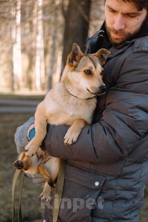 Собаки в Санкт-Петербурге: Малютка Фиби из приюта в добрые руки Девочка, Бесплатно - фото 3