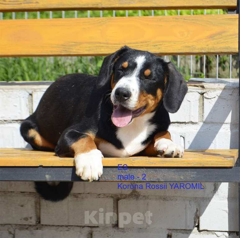 Собаки в Москве: щенки энтлебухера зенненхунда Мальчик, Бесплатно - фото 1