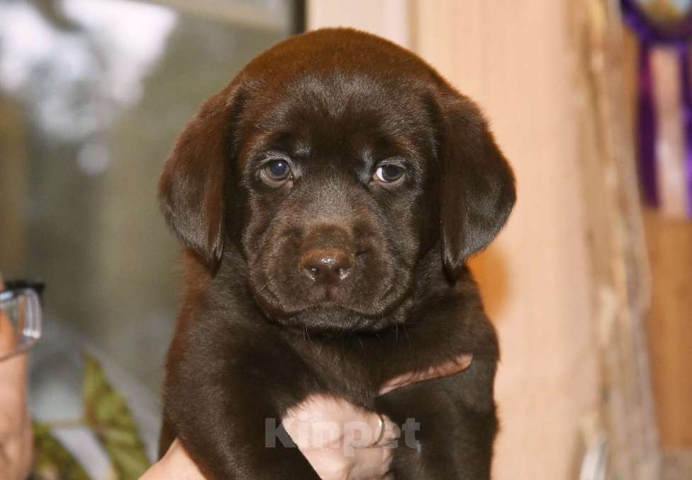 Собаки в Москве: Щенки лабрадора шоколадные  Девочка, Бесплатно - фото 4