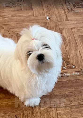 Собаки в Екатеринбурге: Мальтезе . Девочка . Девочка, Бесплатно - фото 3