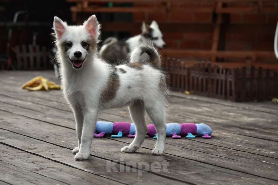 Собаки в Москве: Ненецкая оленегонная лайка. Сука Аврора. Девочка, 60 000 руб. - фото 5