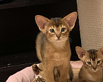 Кошки в Омске: Продам абиссинского котенка Разнополые, 40 000 руб. - фото 3