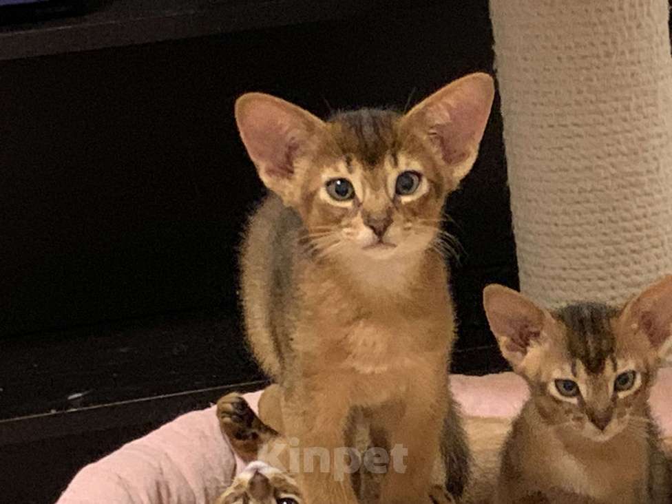 Кошки в Омске: Продам абиссинского котенка Разнополые, 40 000 руб. - фото 3