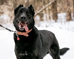 Собаки в Москве: Блэк всем сердцем ждёт свою семью Мальчик, Бесплатно - фото 4