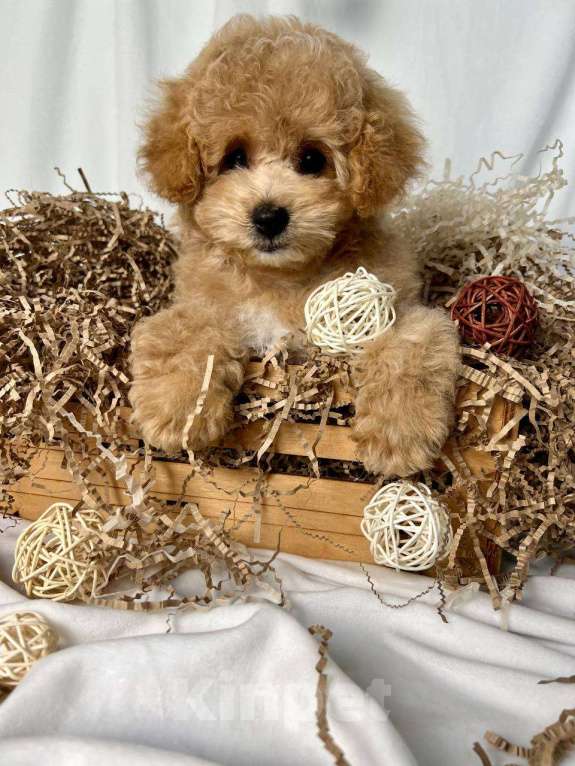 Собаки в Москве: Мальтипу щенки Мальчик, 100 000 руб. - фото 7