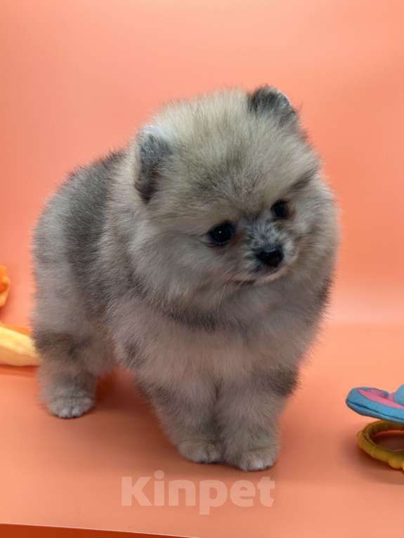 Собаки в Санкт-Петербурге: Шпиц девочка Девочка, 30 000 руб. - фото 2