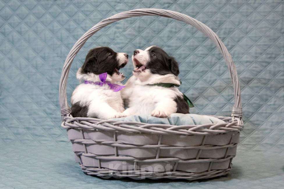 Собаки в Москве: Умнейший щенок бордер-колли Мальчик, Бесплатно - фото 10