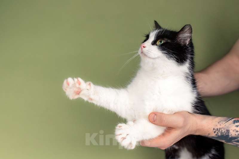 Кошки в Москве: Очаровательная ласкуша Рыбка в добрые руки Девочка, Бесплатно - фото 5