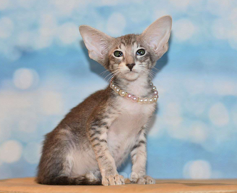 Кошки в Москве: Голубая девочка Девочка, 50 000 руб. - фото 1