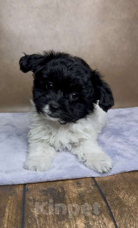 Собаки в Москве: Мальтипу- мальчик. Мальчик, Бесплатно - фото 3