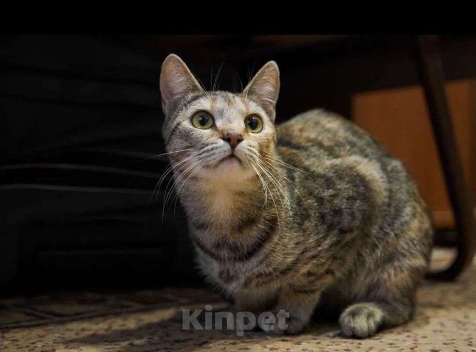 Кошки в Москве: Кошечка Анфиса в добрые руки Девочка, Бесплатно - фото 7